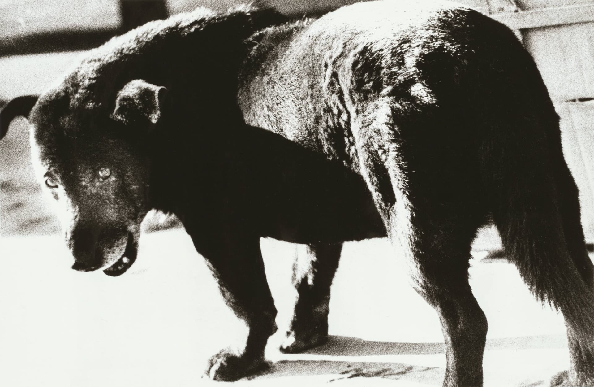 Daido Moriyama. Stray Dog, Misawa. 1971